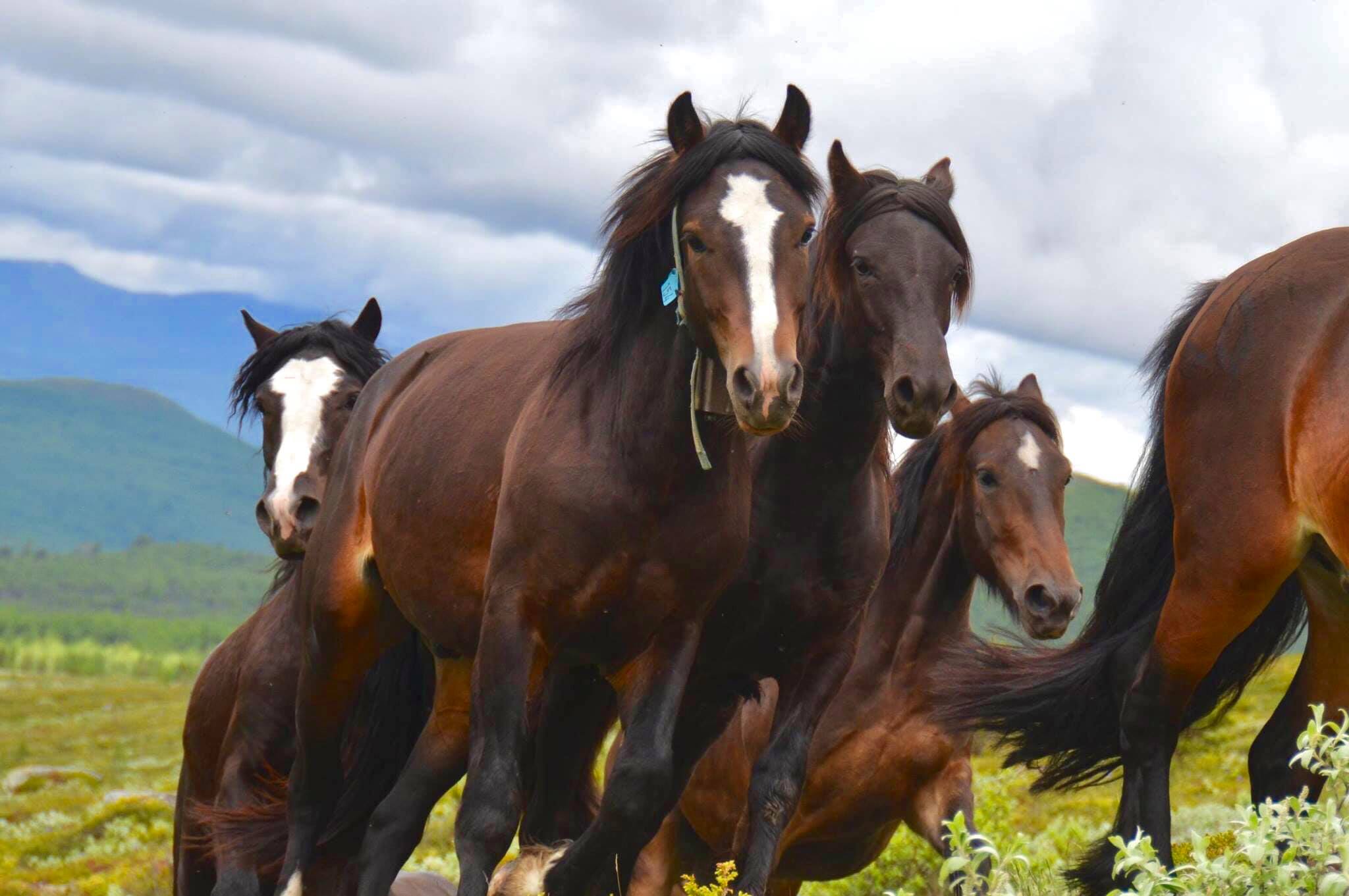 hesteeier forening.jpg